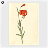 3-12_Maria-Sibylla-Merian_picture-crop
