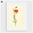 3-12_Maria-Sibylla-Merian_picture