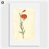 3-12_Maria-Sibylla-Merian_picture