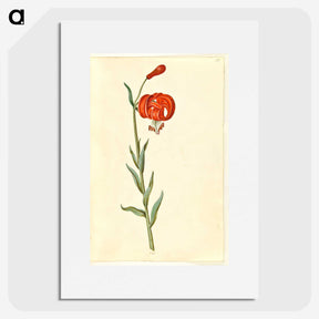 3-12_Maria-Sibylla-Merian_picture