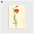 3-12_Maria-Sibylla-Merian_postcard