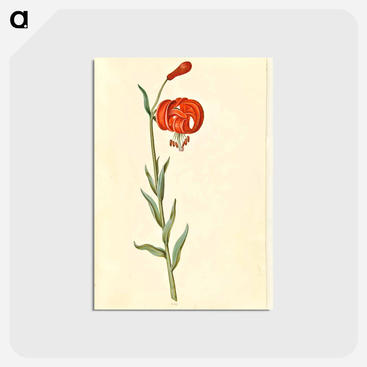 アートポストカード-Red Turban Lily
 - マリア ジビーラ メーリアン Postcard.