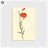 アートポストカード-Red Turban Lily
 - マリア ジビーラ メーリアン Postcard.