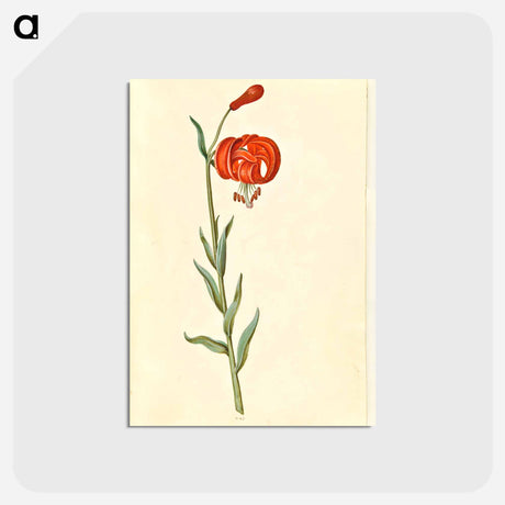 アートポストカード-Red Turban Lily
 - マリア ジビーラ メーリアン Postcard.