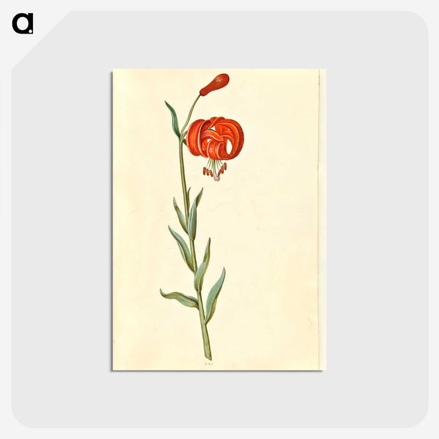 3-12_Maria-Sibylla-Merian_postcard