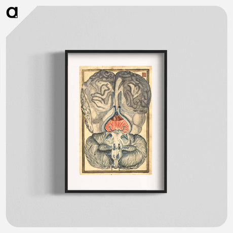 アートポスター-Cerebral Cross-Section
 - 国立医学図書館 Poster.
