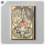 アートパネル-Cerebral Cross-Section
 - 国立医学図書館 Canvas.