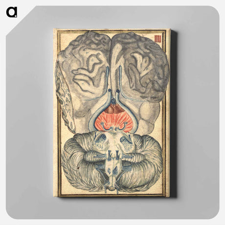 アートパネル-Cerebral Cross-Section
 - 国立医学図書館 Canvas.