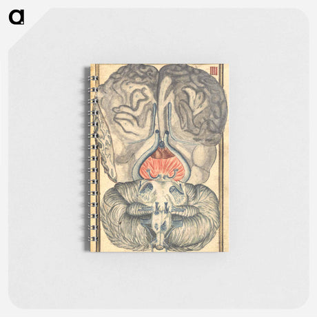 アートメモ帳-Cerebral Cross-Section
 - 国立医学図書館 Memo.