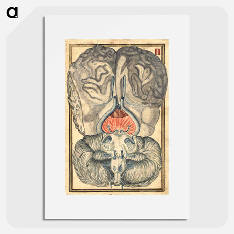 アートポスター-Cerebral Cross-Section
 - 国立医学図書館 Poster.