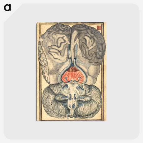 アートポストカード-Cerebral Cross-Section
 - 国立医学図書館 Postcard.
