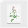 アートポストカード-White gillyflower - ピエール ジョゼフ ルドゥーテ Postcard.