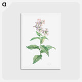 アートポストカード-White gillyflower - ピエール ジョゼフ ルドゥーテ Postcard.