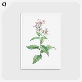 アートポストカード-White gillyflower - ピエール ジョゼフ ルドゥーテ Postcard.