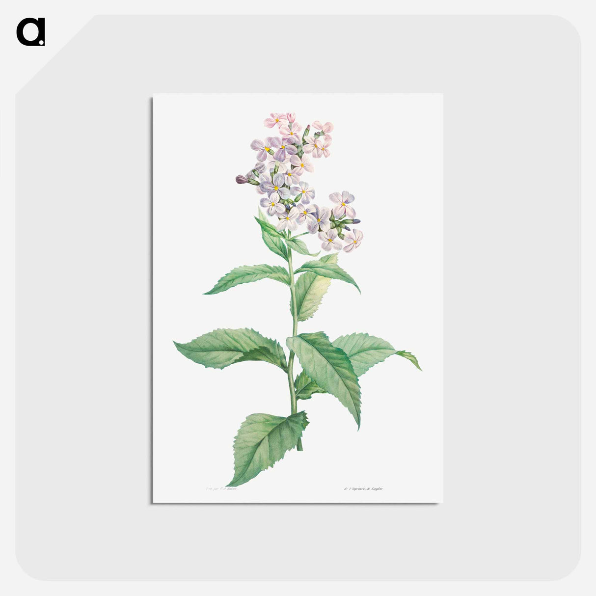 アートポストカード-White gillyflower - ピエール ジョゼフ ルドゥーテ Postcard.