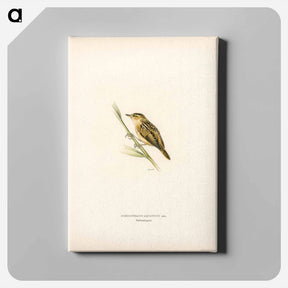 アートパネル-Aquatic Warbler
 - スヴェンスカ フォグラル Canvas.