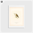 アートポストカード-Aquatic Warbler
 - スヴェンスカ フォグラル Postcard.