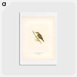 アートポストカード-Aquatic Warbler
 - スヴェンスカ フォグラル Postcard.
