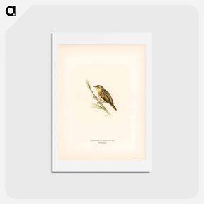 アートポストカード-Aquatic Warbler
 - スヴェンスカ フォグラル Postcard.