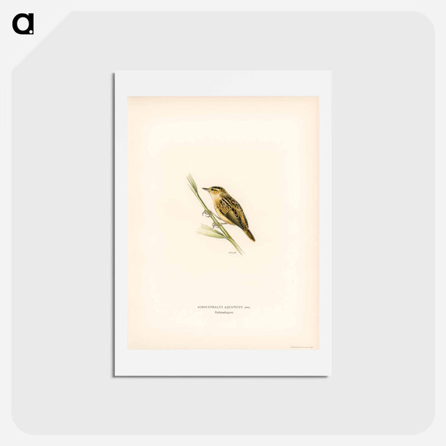 アートポストカード-Aquatic Warbler
 - スヴェンスカ フォグラル Postcard.