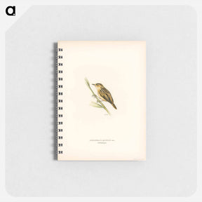 アートメモ帳-Aquatic Warbler
 - スヴェンスカ フォグラル Memo.