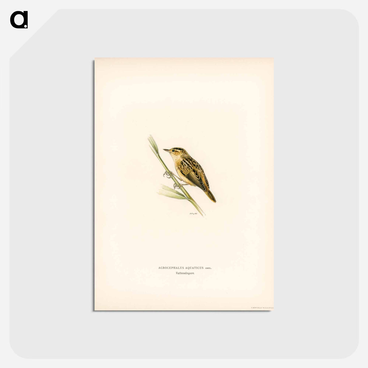 アートポストカード-Aquatic Warbler
 - スヴェンスカ フォグラル Postcard.