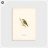 アートポストカード-Aquatic Warbler
 - スヴェンスカ フォグラル Postcard.
