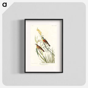 アートポスター-Black-Throated Bunting from Birds of America
 - アメリカの鳥たち Poster.