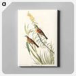 アートパネル-Black-Throated Bunting from Birds of America
 - アメリカの鳥たち Canvas.