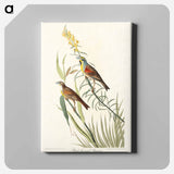 アートパネル-Black-Throated Bunting from Birds of America
 - アメリカの鳥たち Canvas.