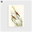 アートポストカード-Black-Throated Bunting from Birds of America
 - アメリカの鳥たち Postcard.