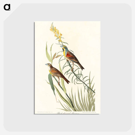 アートポストカード-Black-Throated Bunting from Birds of America
 - アメリカの鳥たち Postcard.