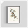 アートポスター-Singing Honey-eater
 - オーストラリアの鳥 Poster.