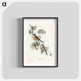 アートポスター-Singing Honey-eater
 - オーストラリアの鳥 Poster.