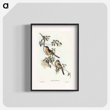 アートポスター-Singing Honey-eater
 - オーストラリアの鳥 Poster.