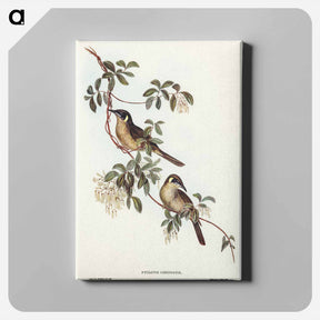アートパネル-Singing Honey-eater
 - オーストラリアの鳥 Canvas.