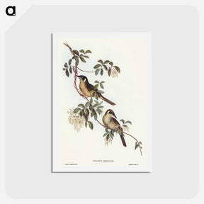 アートポストカード-Singing Honey-eater
 - オーストラリアの鳥 Postcard.