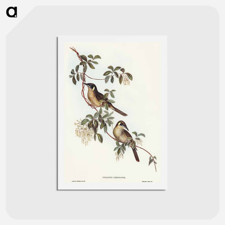 アートポストカード-Singing Honey-eater
 - オーストラリアの鳥 Postcard.