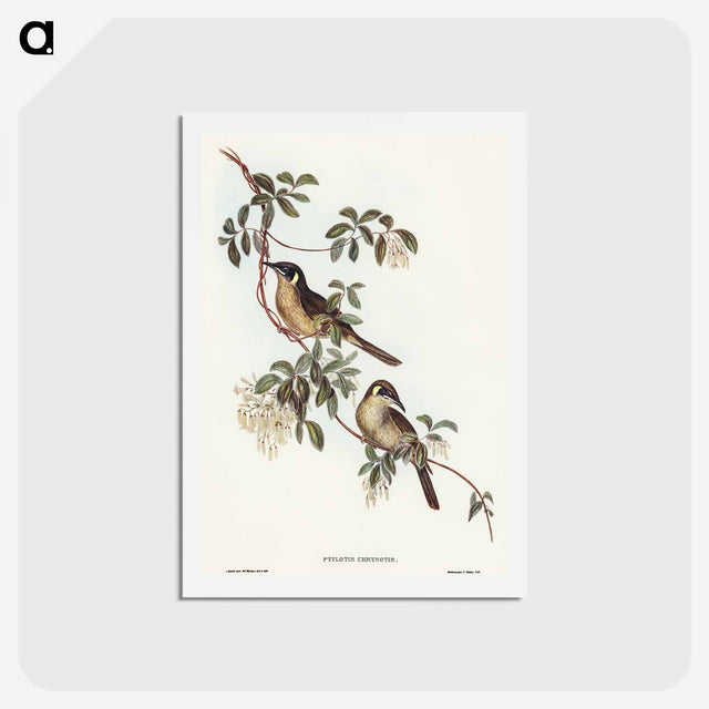 アートポストカード-Singing Honey-eater
 - オーストラリアの鳥 Postcard.
