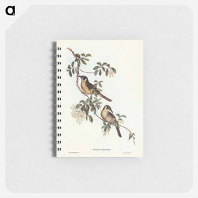 アートメモ帳-Singing Honey-eater
 - オーストラリアの鳥 Memo.
