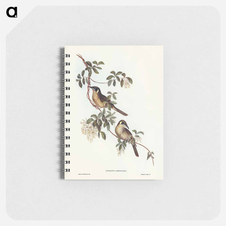 アートメモ帳-Singing Honey-eater
 - オーストラリアの鳥 Memo.
