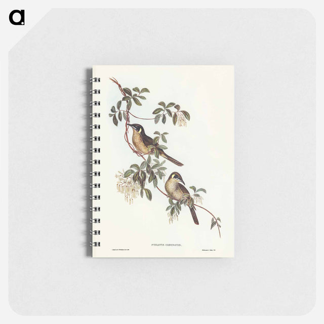 アートメモ帳-Singing Honey-eater
 - オーストラリアの鳥 Memo.