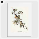 Singing Honey-eater
 - オーストラリアの鳥 Poster.