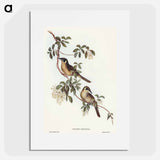 アートポスター-Singing Honey-eater
 - オーストラリアの鳥 Poster.