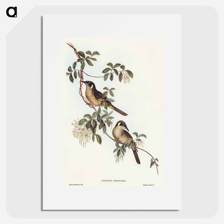 アートポスター-Singing Honey-eater
 - オーストラリアの鳥 Poster.