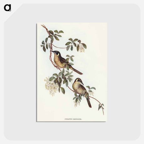 アートポストカード-Singing Honey-eater
 - オーストラリアの鳥 Postcard.