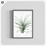 3-12_The-Lilies_blk-crop