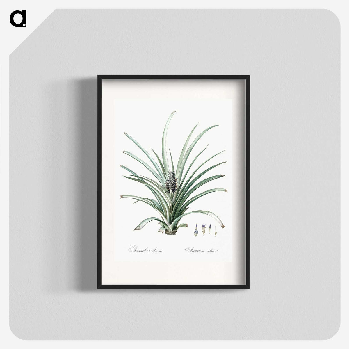 3-12_The-Lilies_blk