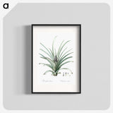 3-12_The-Lilies_blk