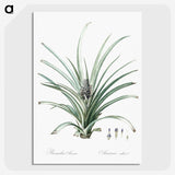 3-12_The-Lilies_picture-crop